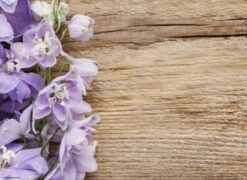 Tischset I Platzset "Lila Blümchen Auf Holzhintergrund" 12 Stück Aus Papier